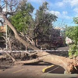 La furia del viento: un árbol cayó y quedó la calle cortada en Guaymallén
