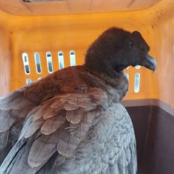 Rescataron a un cóndor andino en Valle Grande y ya es el segundo en una semana 