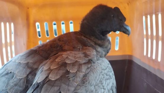 Rescataron a un cóndor andino en Valle Grande y ya es el segundo en una semana 