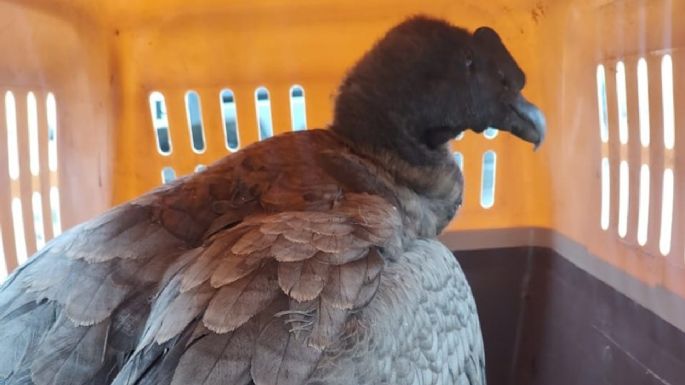 Rescataron a un cóndor andino en Valle Grande y ya es el segundo en una semana 