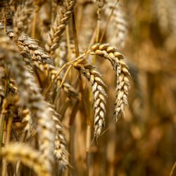 Dólar agro: noviembre cierra con US$760 millones