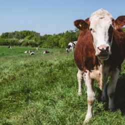 Sigue la polémica por el proyecto que propone un impuesto a los gases de las vacas 