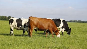 La faena bovina cae a su nivel más bajo en una década
