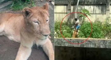 Un joven de 19 años murió tras ingresar a la jaula de una leona en Brasil