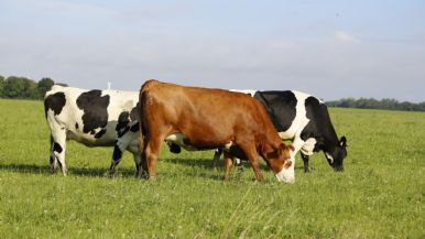 Foto iliustrativa de  La faena bovina cae a su nivel más bajo en una década