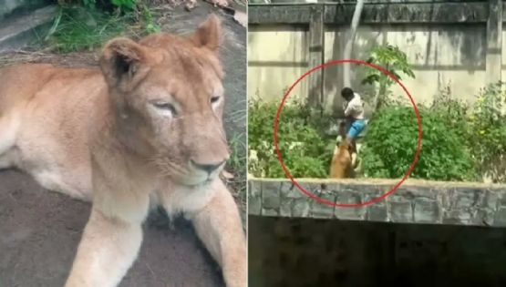 Un joven de 19 años murió tras ingresar a la jaula de una leona en Brasil