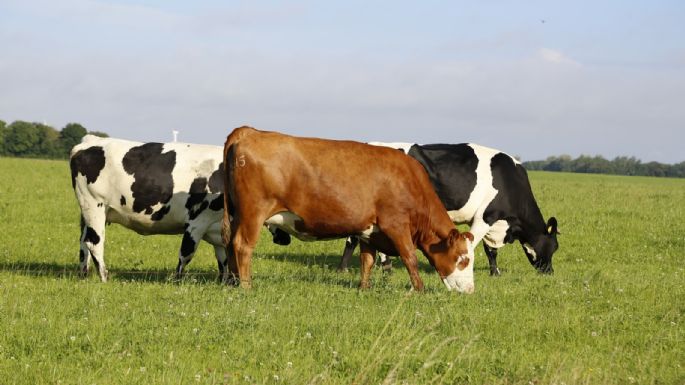 La faena bovina cae a su nivel más bajo en una década