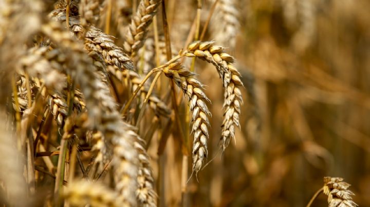 Dólar agro: noviembre cierra con US$760 millones