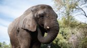 Foto ilustrativa de la nota titulada: Murió Kenya, la última elefante del ex zoo de Mendoza que había sido trasladada a Brasil