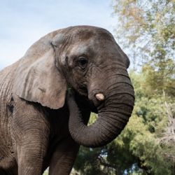 Murió Kenya, la última elefante del ex zoo de Mendoza que había sido trasladada a Brasil