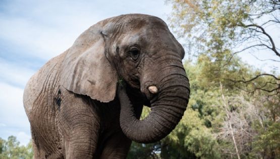 Murió Kenya, la última elefante del ex zoo de Mendoza que había sido trasladada a Brasil