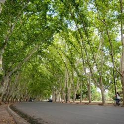 Renovaron autoridades del Consejo Provincial en Defensa del Arbolado Público