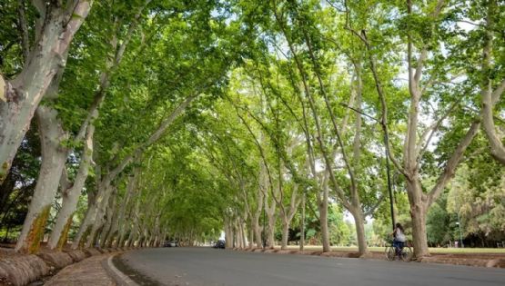 Renovaron autoridades del Consejo Provincial en Defensa del Arbolado Público