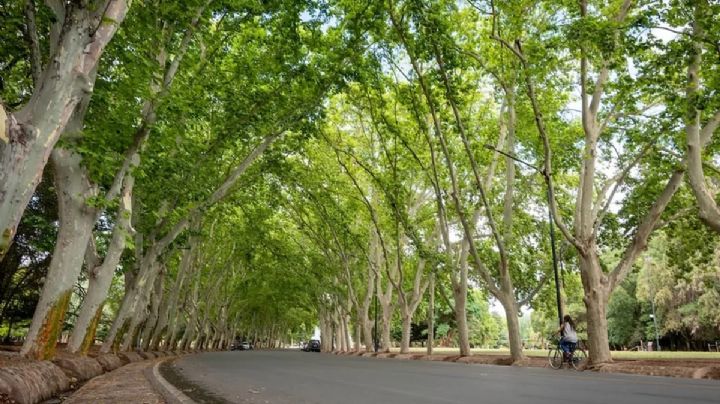 Renovaron autoridades del Consejo Provincial en Defensa del Arbolado Público