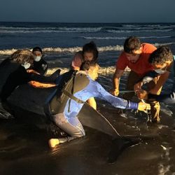 Zifio: apareció el cetáceos más raro del mundo en una playa argentina 