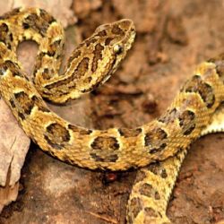 Un hombre murió en Cipolletti tras la mordida de una serpiente yarará 