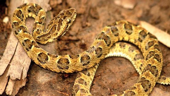 Un hombre murió en Cipolletti tras la mordida de una serpiente yarará 