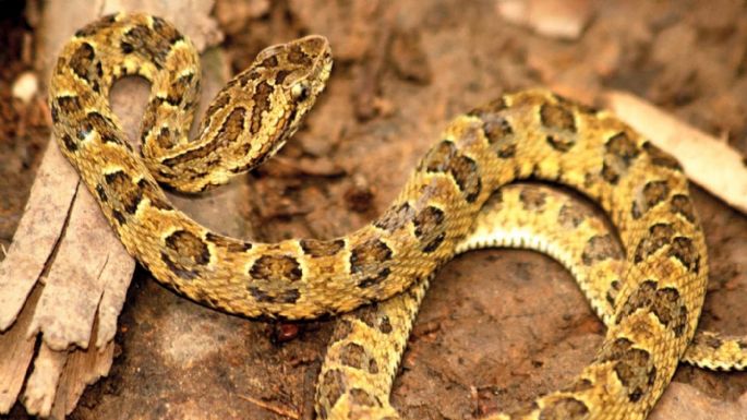 Un hombre murió en Cipolletti tras la mordida de una serpiente yarará 