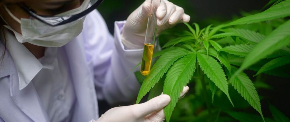 Mendoza creó el primer programa de cannabis veterinario del país
