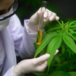 Las Heras habilitó el cultivo de cannabis medicinal e industrial 