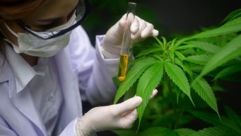 Mendoza creó el primer programa de cannabis veterinario del país