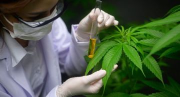 Mendoza aprobó el procedimiento para autorizar proyectos de cannabis medicinal