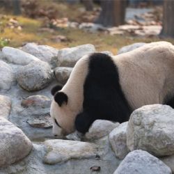 La nueva base de pandas en China recibió a más de 6.000 visitantes en su debut