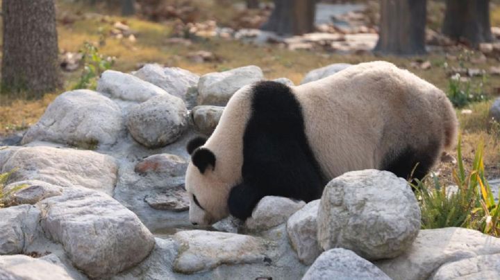 La nueva base de pandas en China recibió a más de 6.000 visitantes en su debut