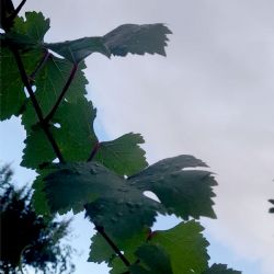 ¿Seguirán las lluvias en Mendoza? Esto dice el pronóstico