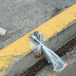 Quinta Sección: la mala costumbre de los dueños de mascotas