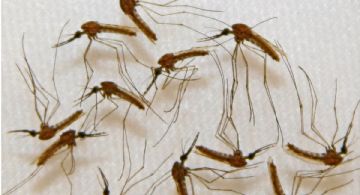 Murió de dengue una joven de 25 años que no tenía comorbilidades