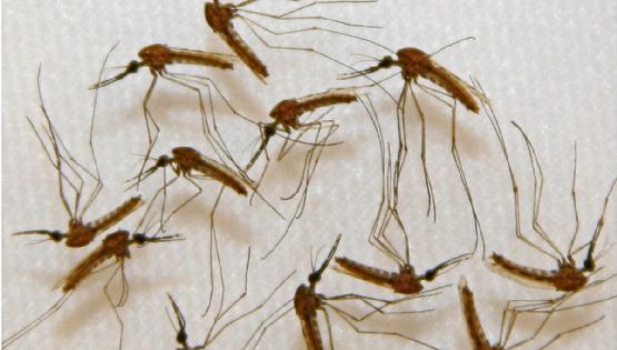 Dengue: un mosquito que es vector de un sinnúmero de enfermedades 
