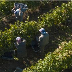 Trabajadores rurales temporales no perderán sus planes sociales