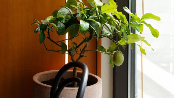¡Es posible! Cultiva un limonero en maceta