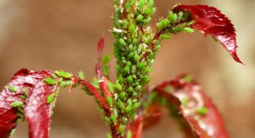 ¡Adiós pulgones! recetas efectivas para liberar tu jardín