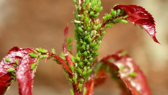 ¡Adiós pulgones! recetas efectivas para liberar tu jardín