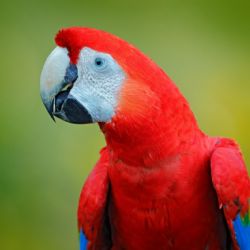 Envían a un centro de recuperación a loros, tortugas y un guacamayo rescatados