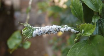 Guía definitiva para eliminar la cochinilla algodonosa de tus plantas