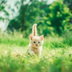 Gato interrumpe maratón y se convierte en la mascota oficial del evento