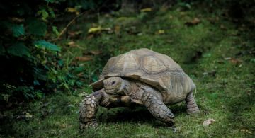 Una tortuga recorre 1.500 km y vuelve al patio de su infancia