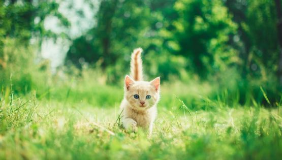 Gato interrumpe maratón y se convierte en la mascota oficial del evento