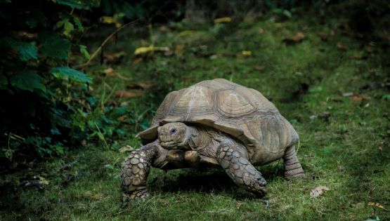 Una tortuga recorre 1.500 km y vuelve al patio de su infancia
