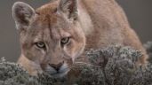 Foto ilustrativa de la nota titulada: Un puma suelto mantiene en alerta a los vecinos de Mar Chiquita 