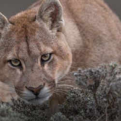 Un puma suelto mantiene en alerta a los vecinos de Mar Chiquita 