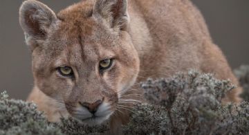 Un puma suelto mantiene en alerta a los vecinos de Mar Chiquita 