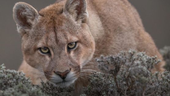 Un hombre mató a un puma a garrotazos en Jujuy
