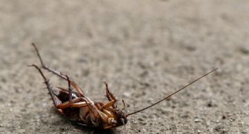 El truco de los expertos para eliminar las cucarachas de la cocina