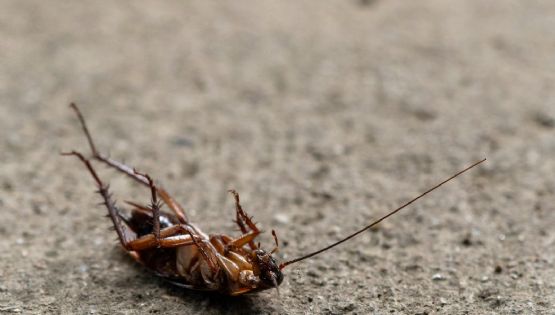 El truco de los expertos para eliminar las cucarachas de la cocina