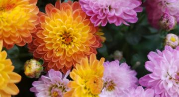 Embellece tu jardín: 4 plantas que florecen en otoño