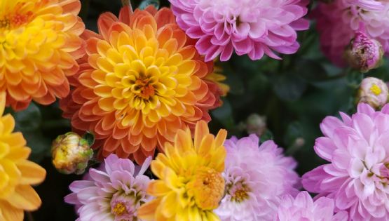 Embellece tu jardín: 4 plantas que florecen en otoño